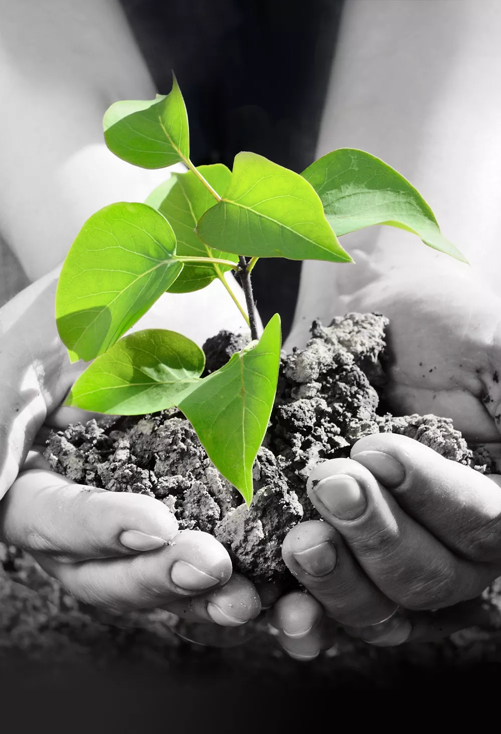 陸地萃取的礦物元素